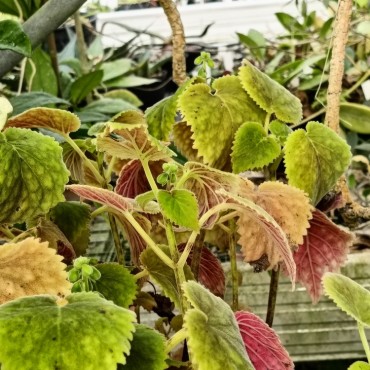 Smithiantha multiflora GRF9121