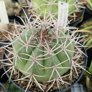 Melocactus matanzanus