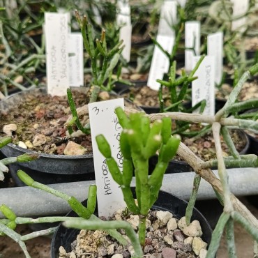 Hatiora salicornioides...