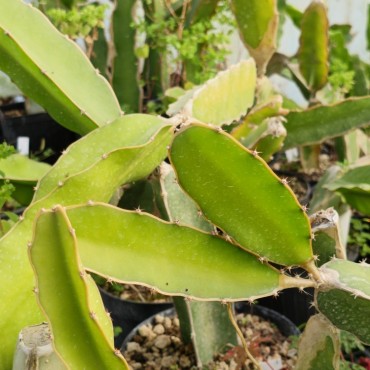 Selenicereus undatus...