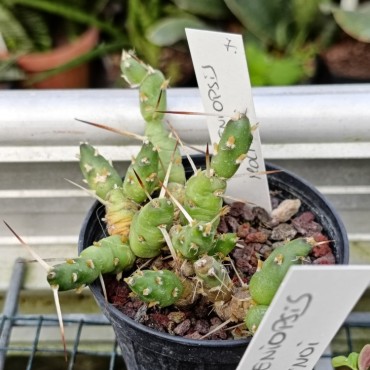 Maihueniopsis glomerata...