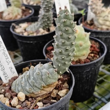Tephrocactus articulatus...