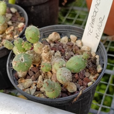 Tephrocactus minor