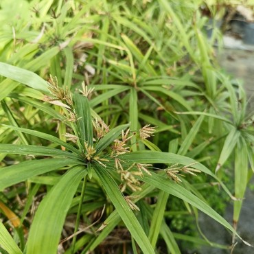 Cyperus diffusus