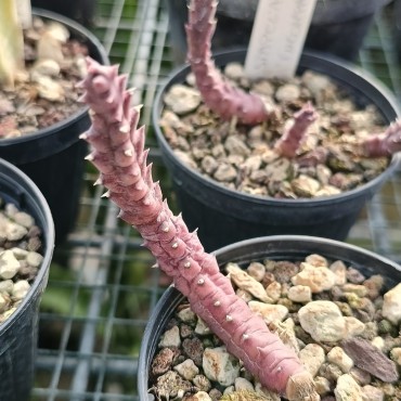 Stapelia x incomparabilis