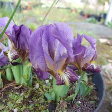 Iris lutescens viola