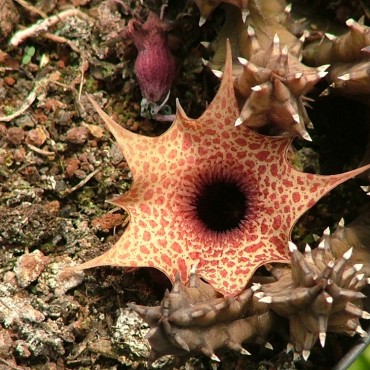 Huernia occulta PRA319S
