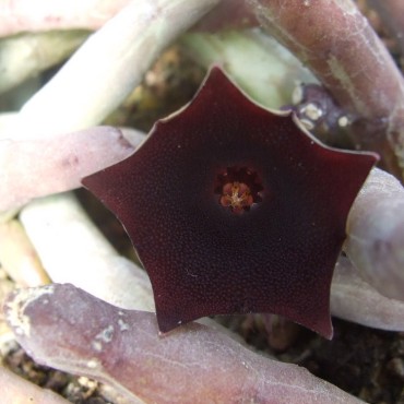Huernia pendula