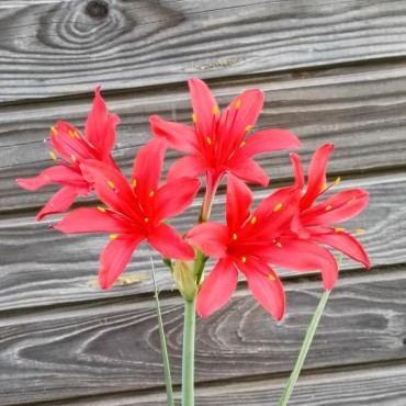 Cyrtanthus montanus x C....