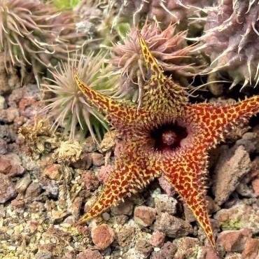 Huernia pillansii