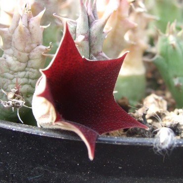 Huernia macrocarpa