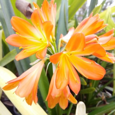 Clivia x cyrtanthiflora