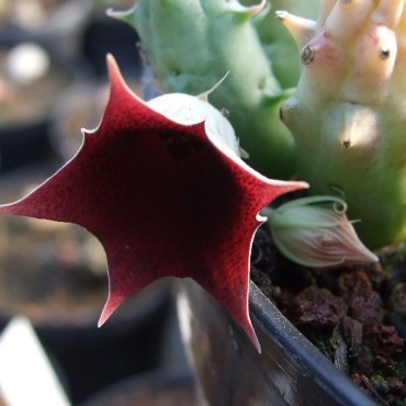 Huernia macrocarpa var....