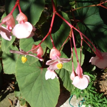 Begonia grandis subsp....