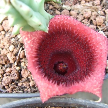 Huernia keniensis var....