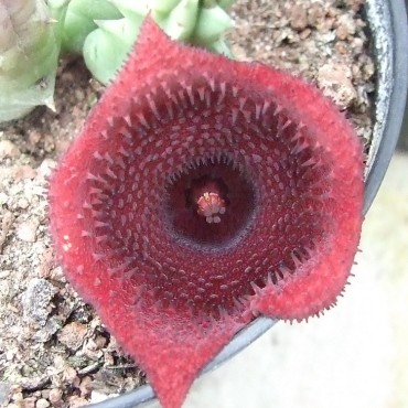 Huernia keniensis var. keniensis