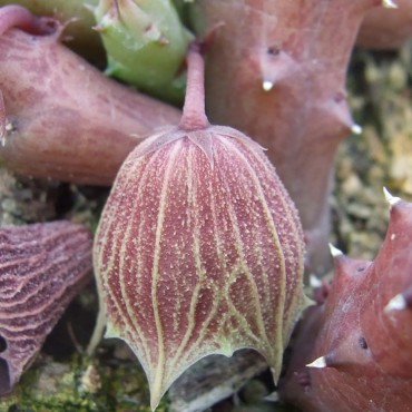 Huernia keniensis var....