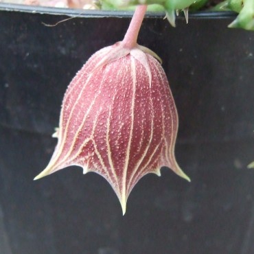 Huernia keniensis var. nairobensis