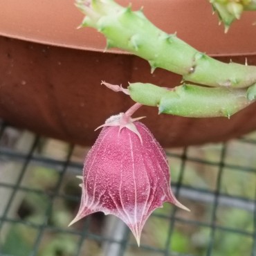 copy of Huernia keniensis...