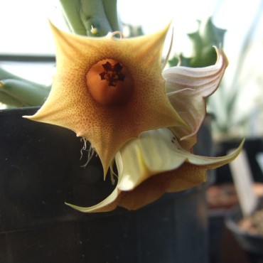 Huernia rosea RH230 10 km E...