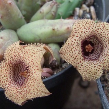 Huernia volkartii var....