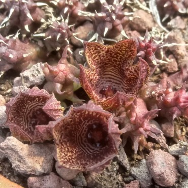 Huernia whitesloaneana