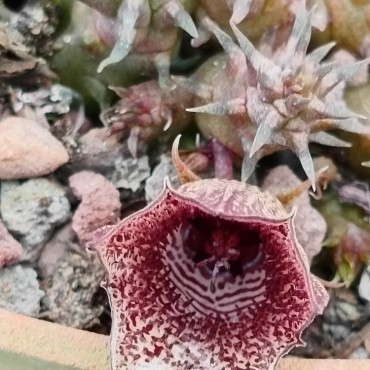 Huernia whitesloaneana