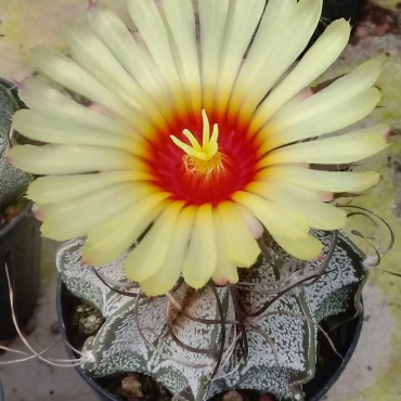 Astrophytum capricorne