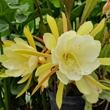 Disocactus crenatus...