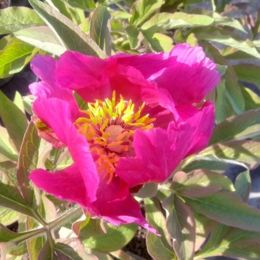 Paeonia officinalis subsp....