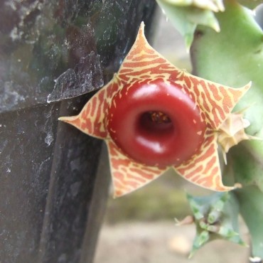 Huernia zebrina subsp....