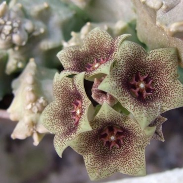 Monolluma hexagona RH202...