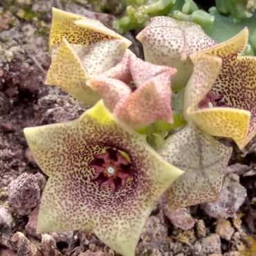 Monolluma hexagona RH202 Wadi Dhahr, 15 km NW Sanaa, Yemen