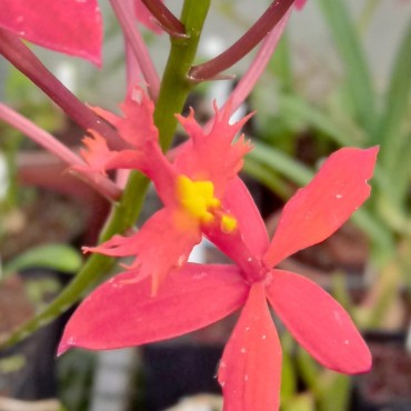 Epidendrum sp.