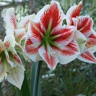 Hippeastrum vittatum x hybrida