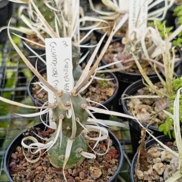 Tephrocactus articulatus...