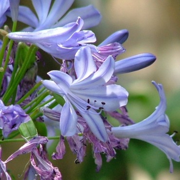 Agapanthus praecox +...
