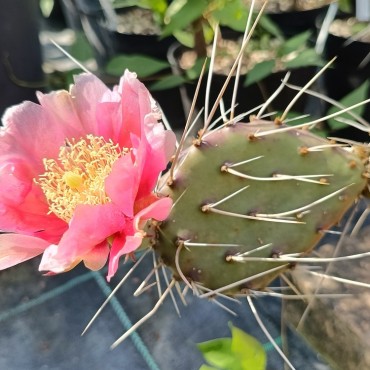 Opuntia phaeacantha...