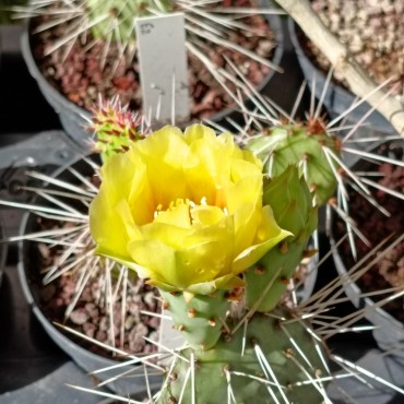 Opuntia macrorhiza subsp. pottsii ( Opuntia pottsii, Opuntia pottsii var. montana)