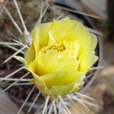 Opuntia macrorhiza subsp....