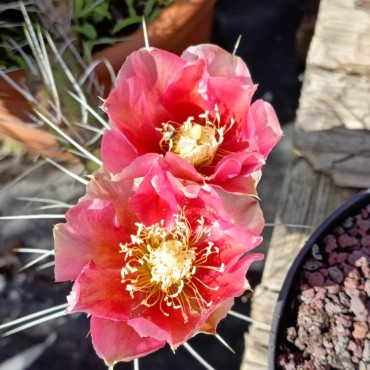 Opuntia polyacantha...