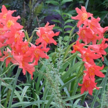 Cyrtanthus sanguineus