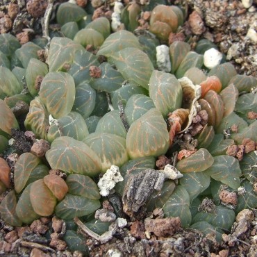 Haworthia cooperi var....