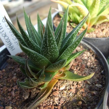 Haworthia herbacea