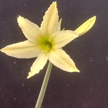 Hippeastrum evansiarum clone 2
