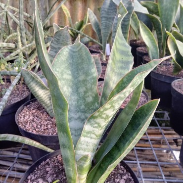 Sansevieria hyacinthoides...