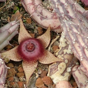 Huernia procumbens x Huernia tanganyikensis