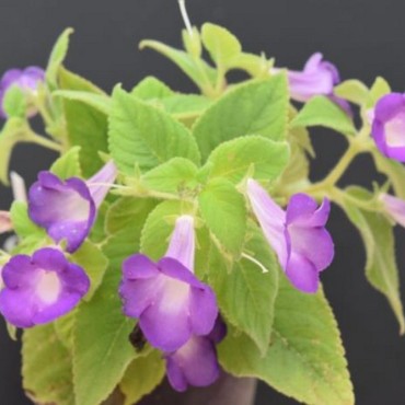 Achimenes mexicana