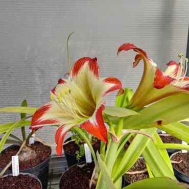 Hippeastrum nelsonii