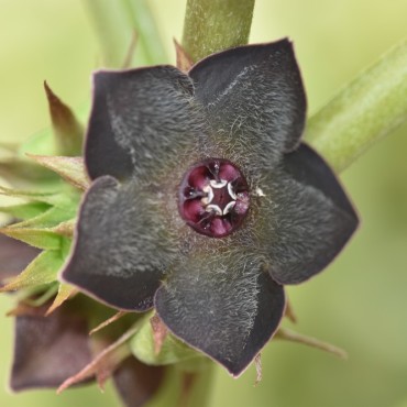 Suberogerens cyclophylla...